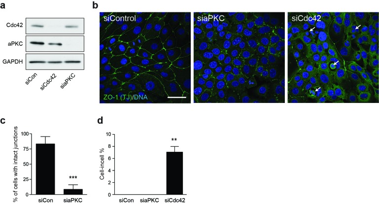 Figure 3—figure supplement 1.