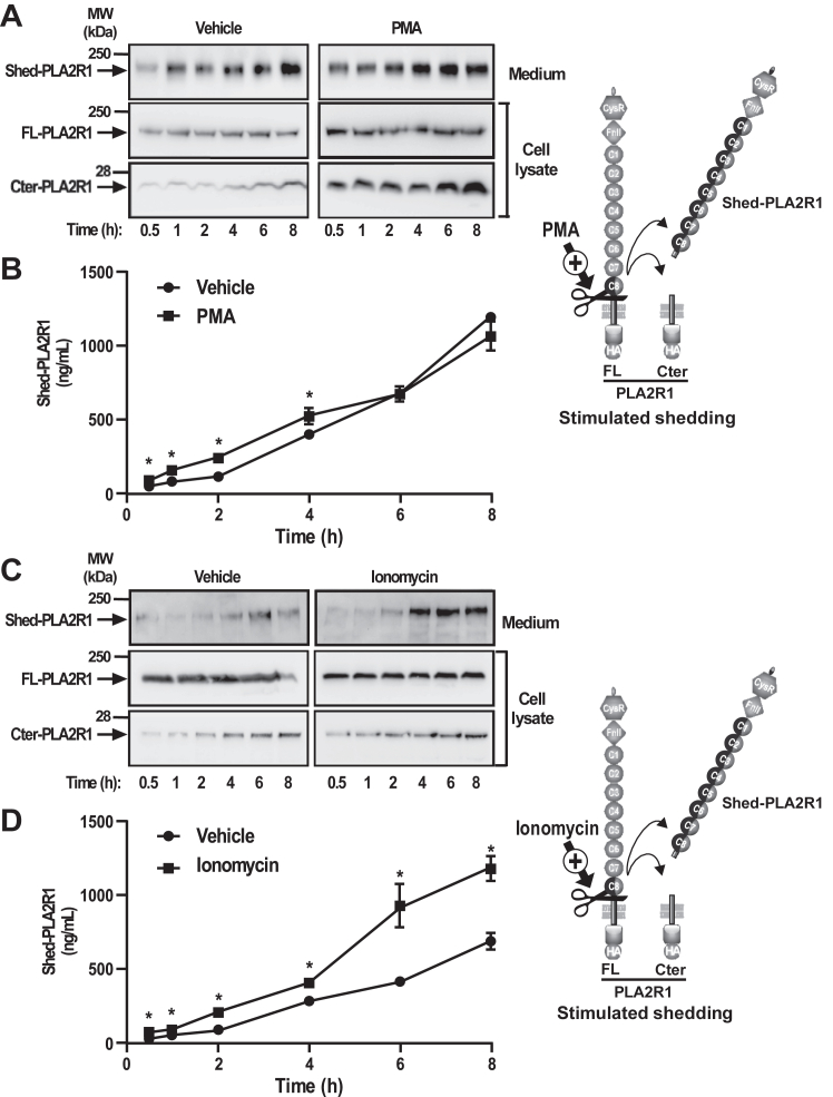 Figure 4