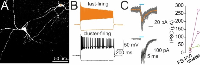 Figure 6—figure supplement 1.