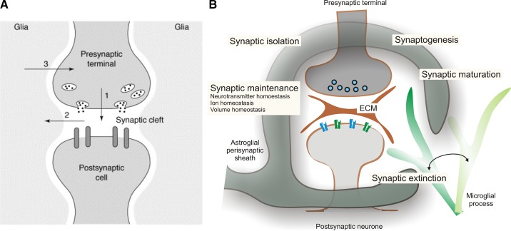 FIGURE 31.