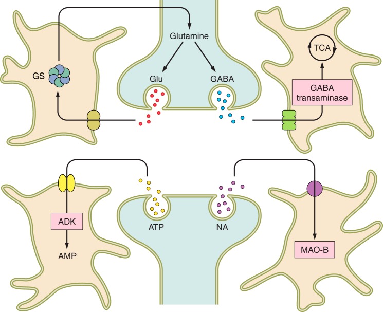 FIGURE 29.