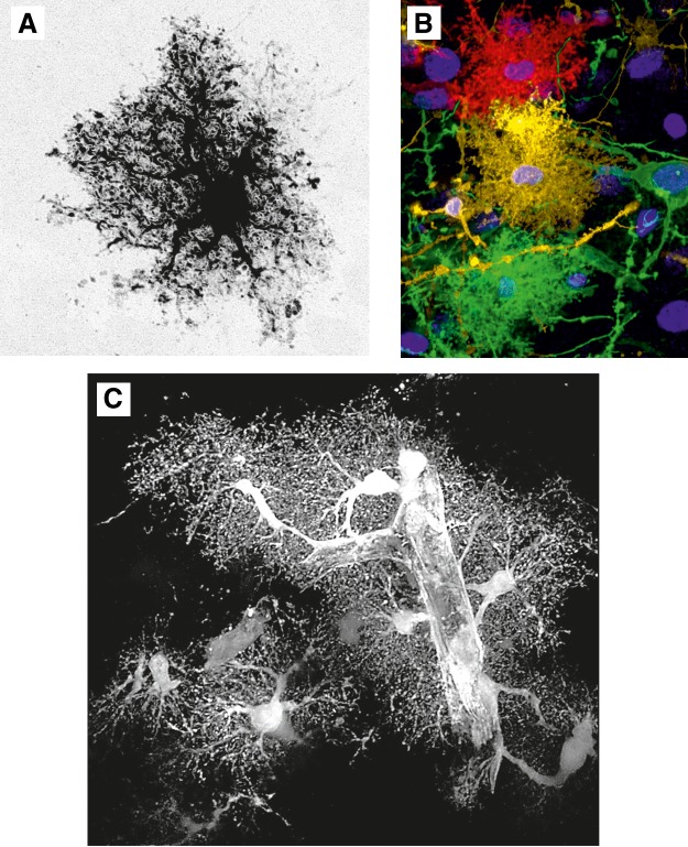 FIGURE 6.