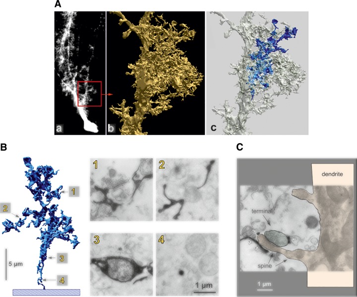 FIGURE 30.