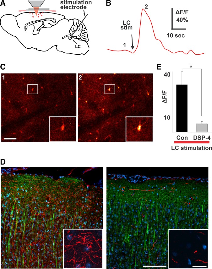 FIGURE 16.