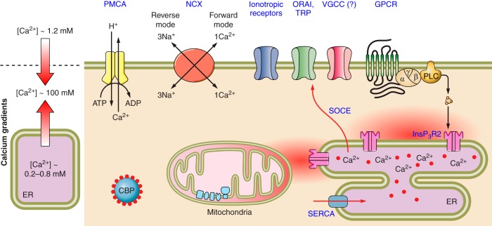 FIGURE 20.