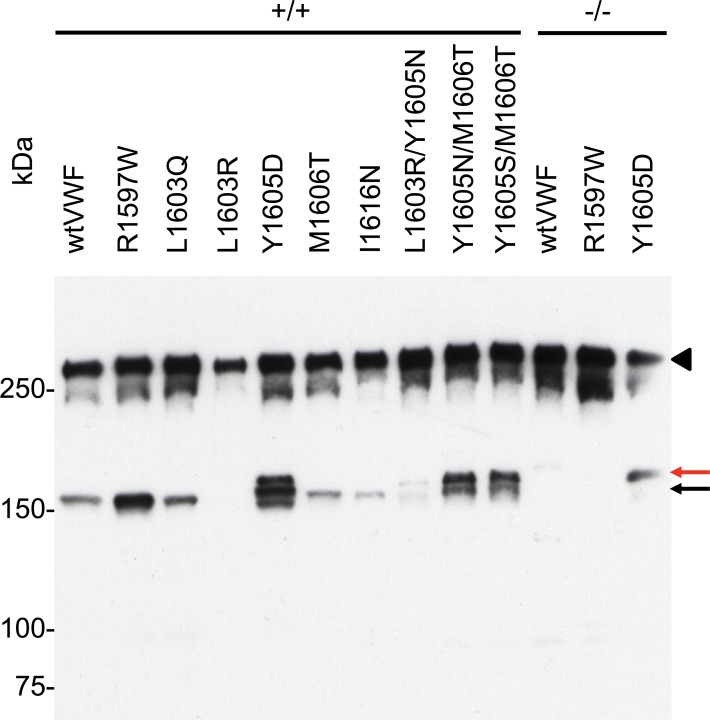 Fig 5