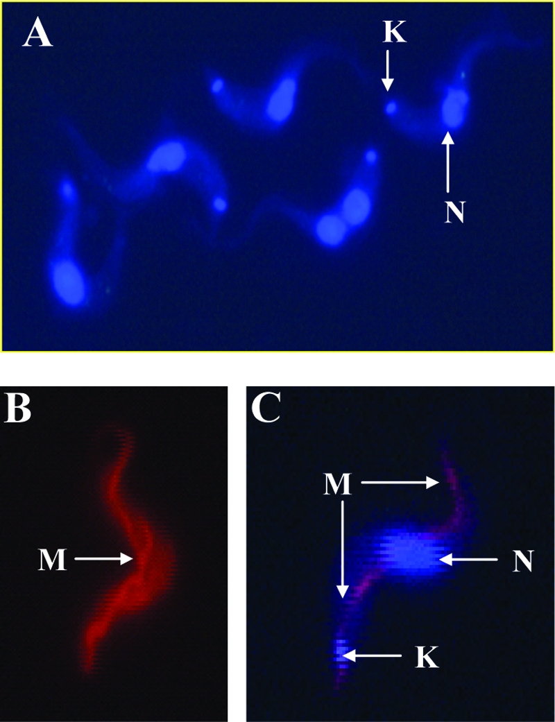 FIG. 1.