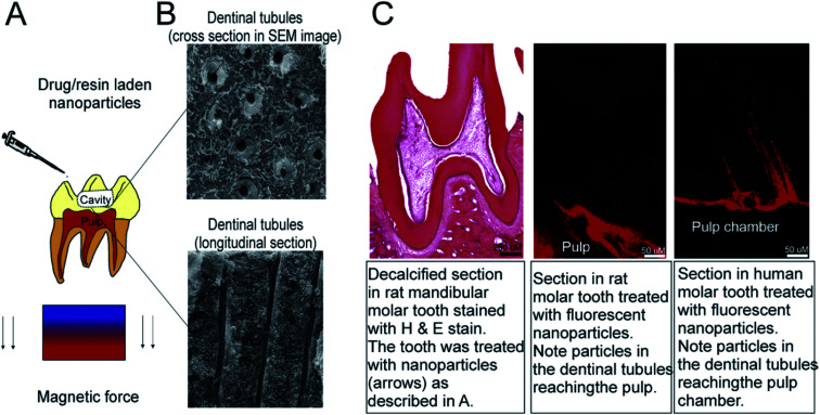 Fig. 12