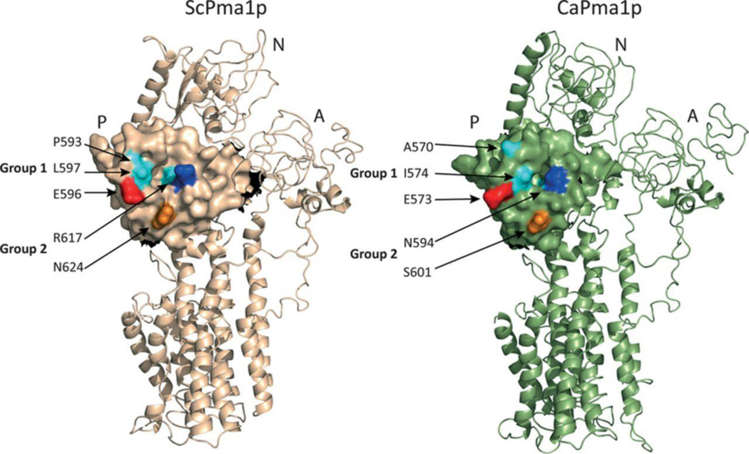 Figure 5