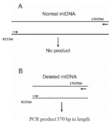 Figure 1)