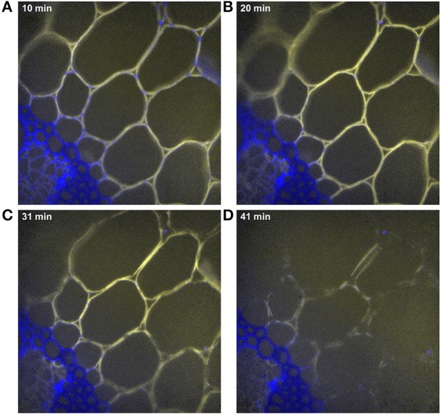 Figure 13