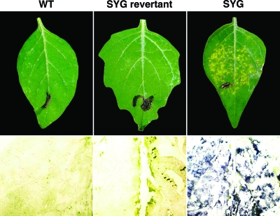 FIG. 7.