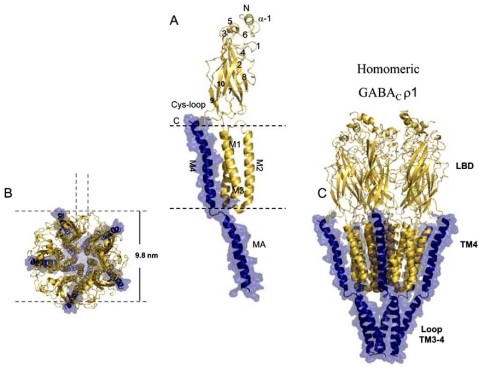 Fig. (1)