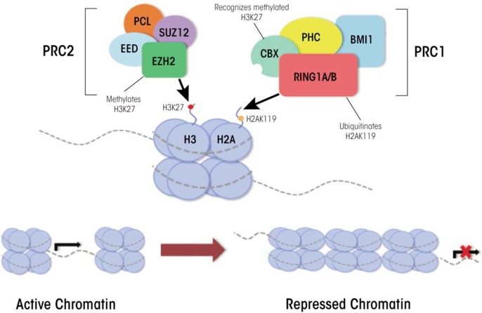 Figure 2A