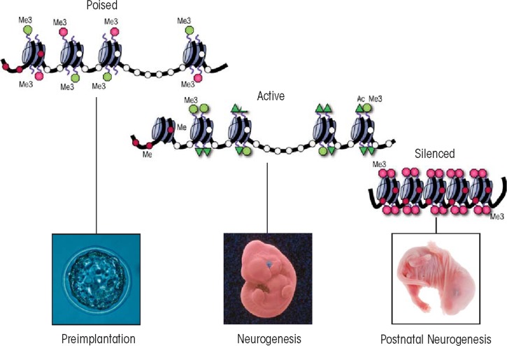 Figure 1B