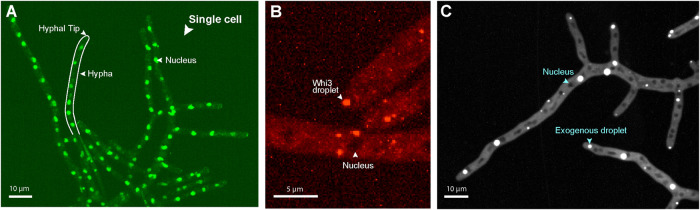 FIGURE 1: