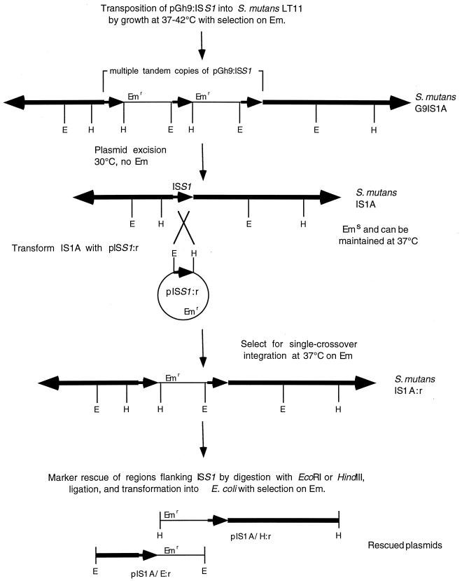 FIG. 1