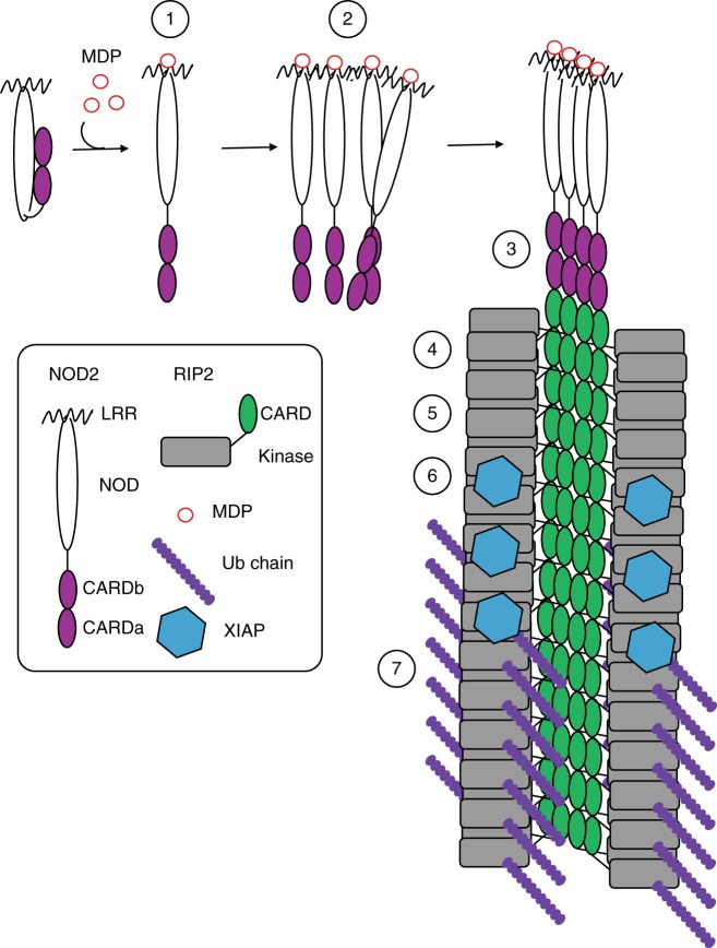 Fig. 10