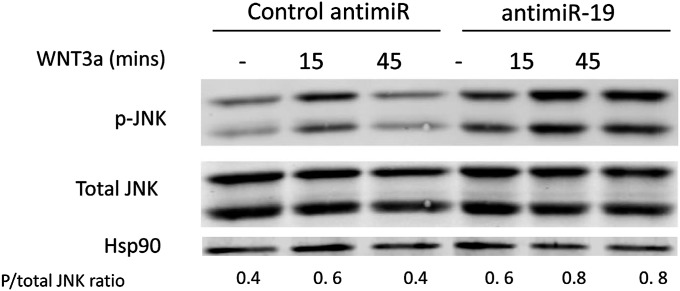 Fig. S6.