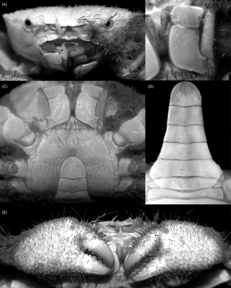 Fig. 7.