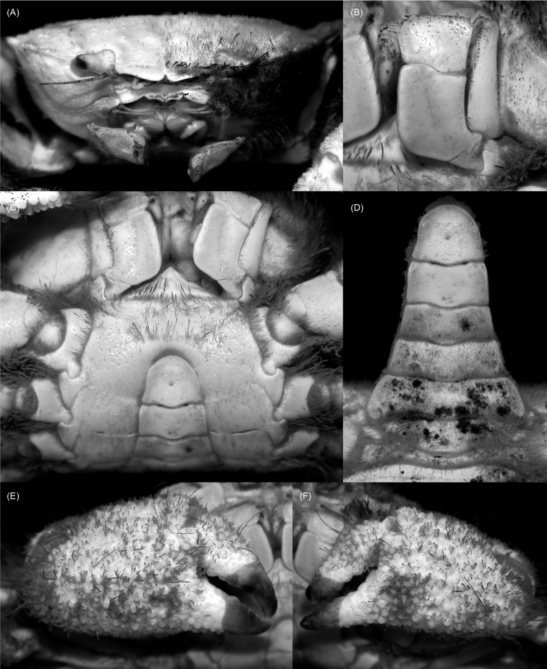 Fig. 8.