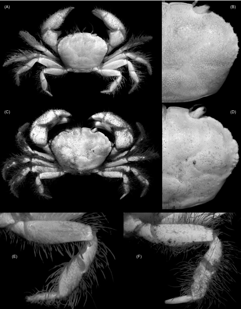 Fig. 6.