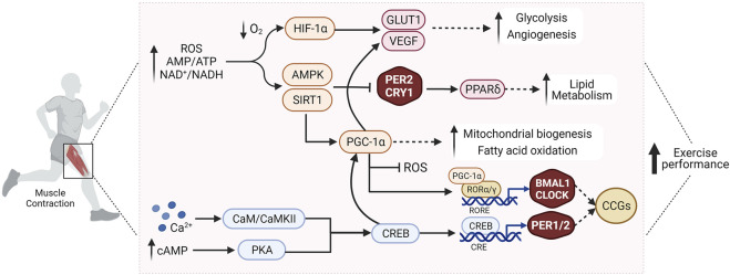 FIGURE 2