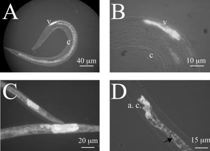 FIG. 4.