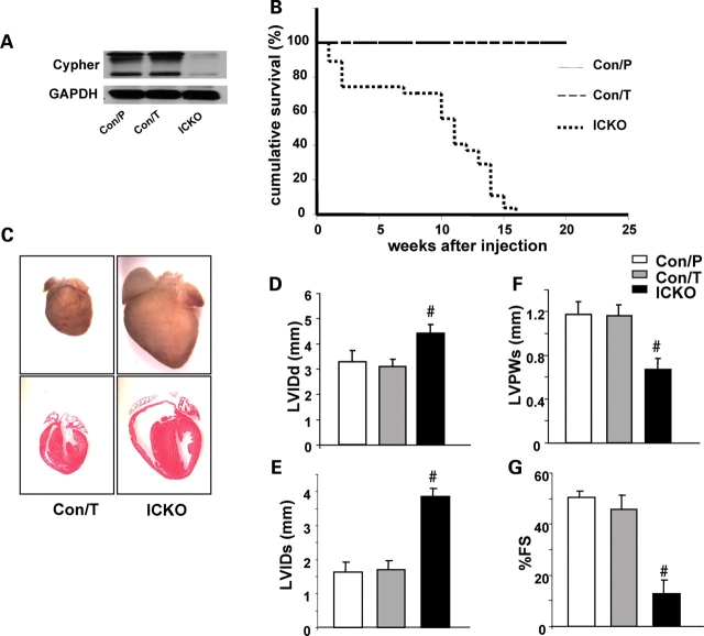 Figure 4.