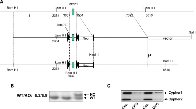 Figure 1.