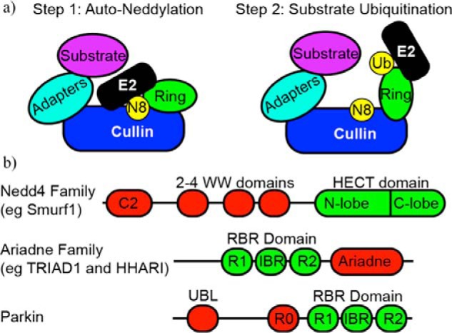 FIGURE 1.