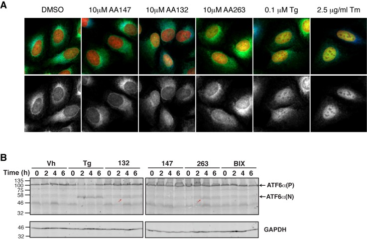 Figure 4—figure supplement 1.