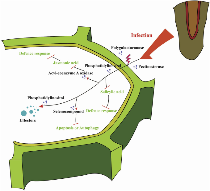 Figure 2