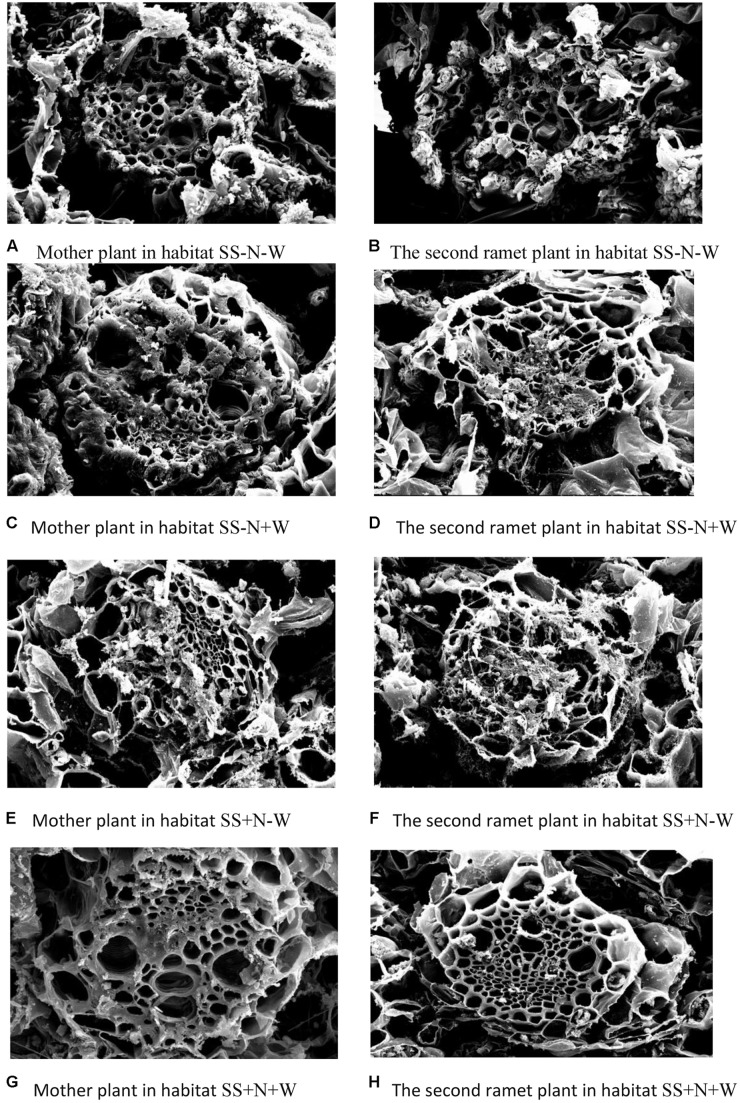 FIGURE 11