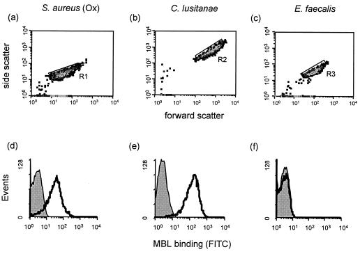 FIG. 1