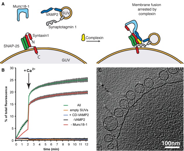 SNARE and regulatory proteins induce local membrane protrusions to ...