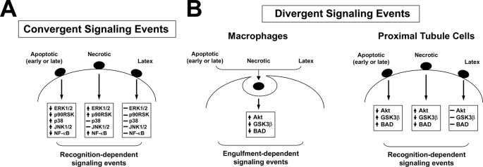 FIGURE 11.