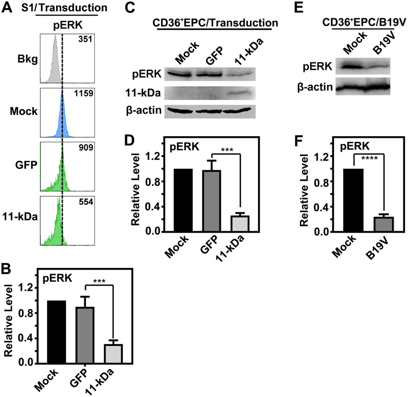 FIG 6