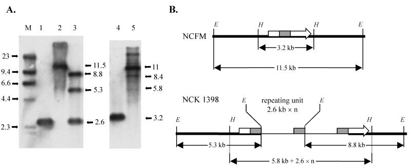 FIG. 2