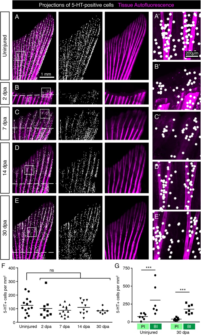 FIGURE 13