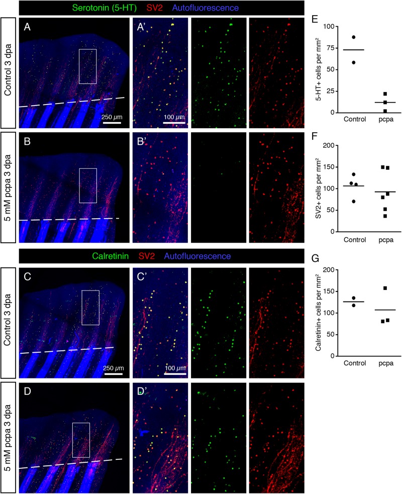 FIGURE 15