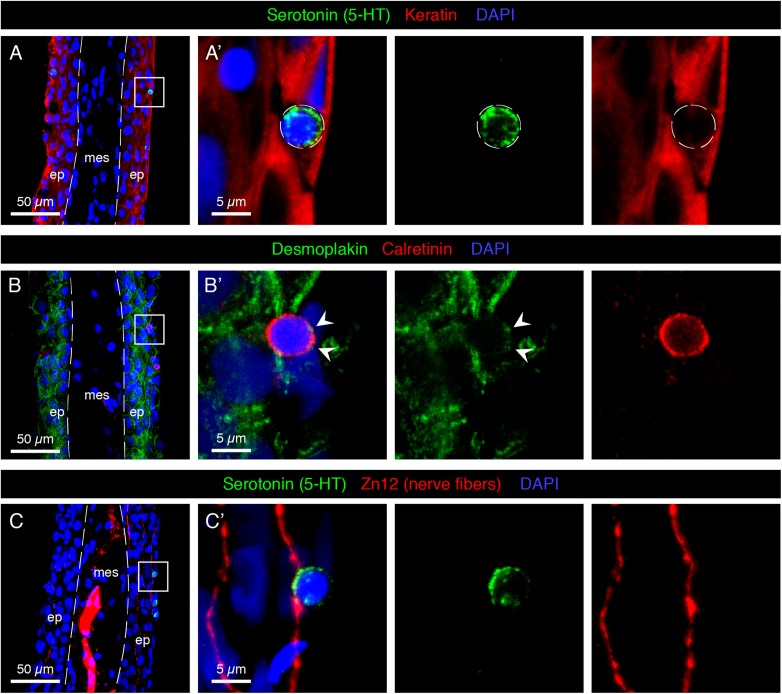 FIGURE 3