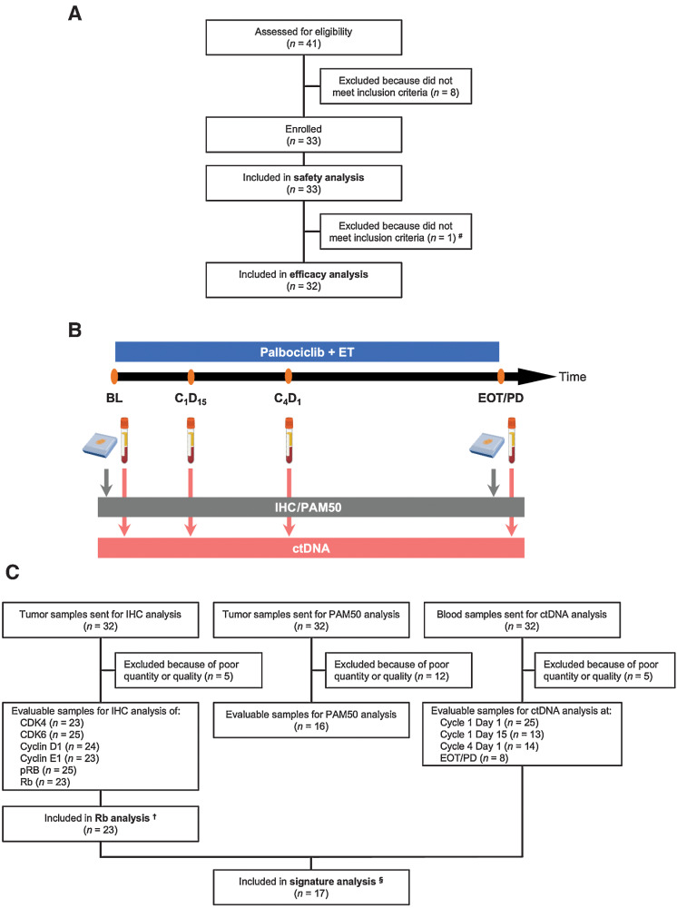 Figure 1. A, CONSORT diagram of the BioPER trial. B, Study schema of tumor and blood samples collection. C, Flowchart of tumor and blood samples used for biomarker studies. Abbreviations: BL, baseline; C1D15, day 15 of the cycle 1; C4D1, day 1 of the cycle 4; CDK4, cyclin-dependent kinase 4; CDK6, cyclin-dependent kinase 6; ctDNA, circulating tumor DNA; EOT/PD, end of treatment or progressive disease; ET, endocrine therapy; pRB, phosphorylated retinoblastoma; Rb, Retinoblastoma.