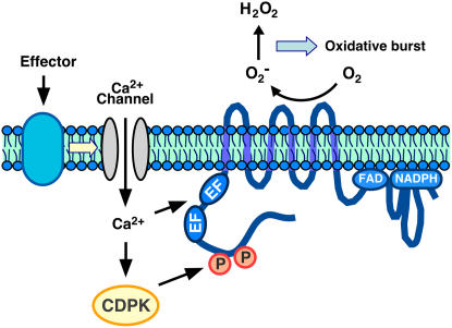 Figure 10.