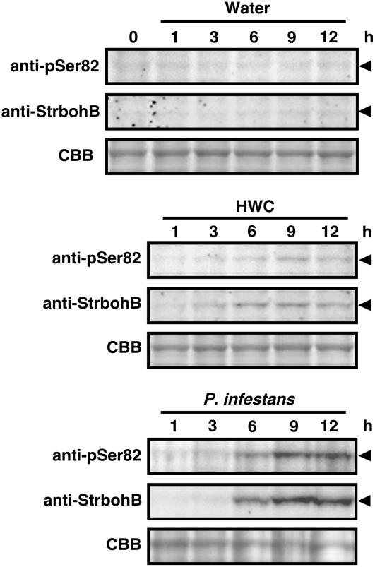 Figure 3.