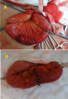 Fig. 2