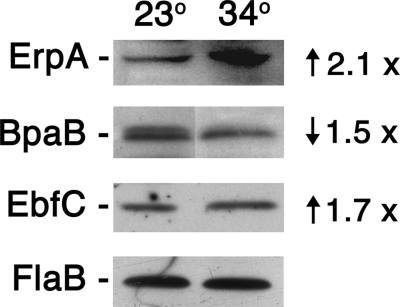 Fig 5