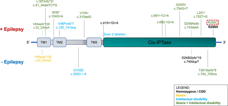 NUS1 variants are associated with various combination of ataxia, epilepsy, myoclonus and intellectual disability