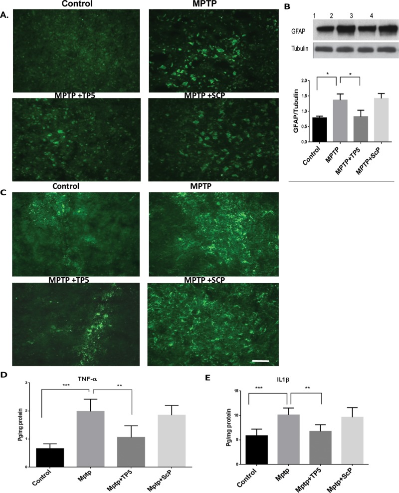 FIGURE 5: