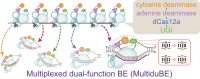 Graphical Abstract